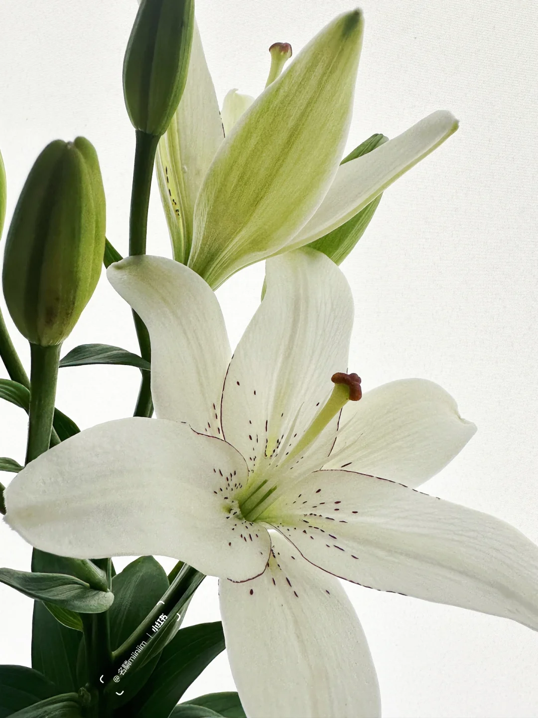 眼线百合｜拥有心机日常感眼线的百合🪄