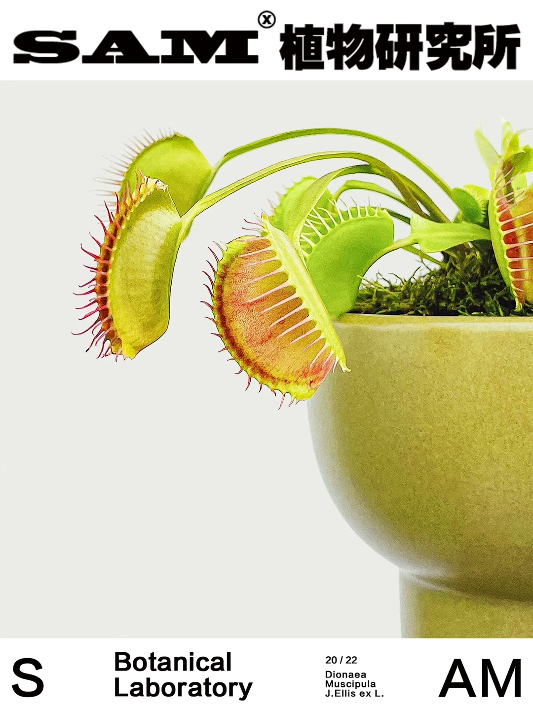 昆虫猎手｜Dionaea Muscipula J. Ellis.