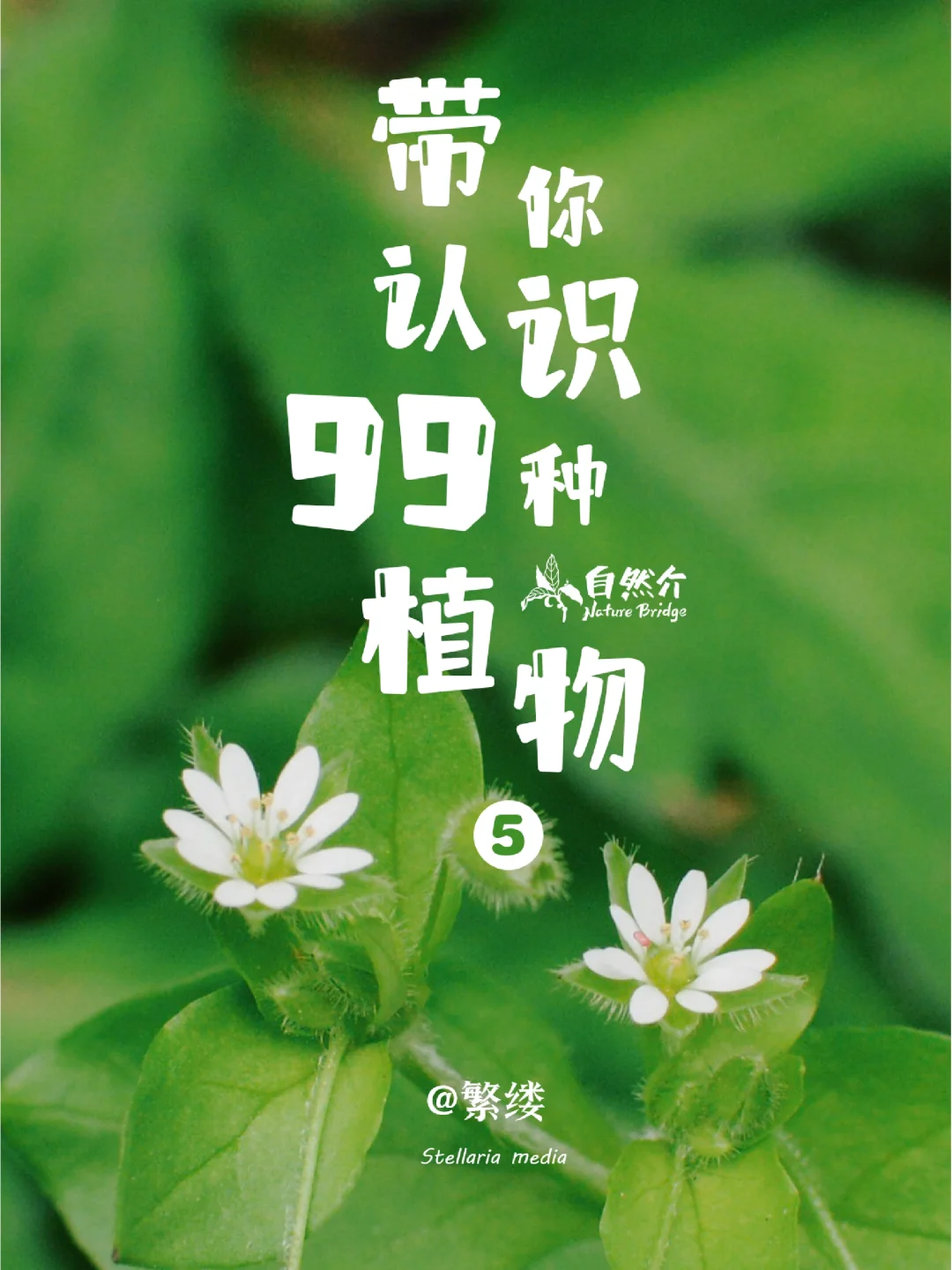 带孩子认识99种植物