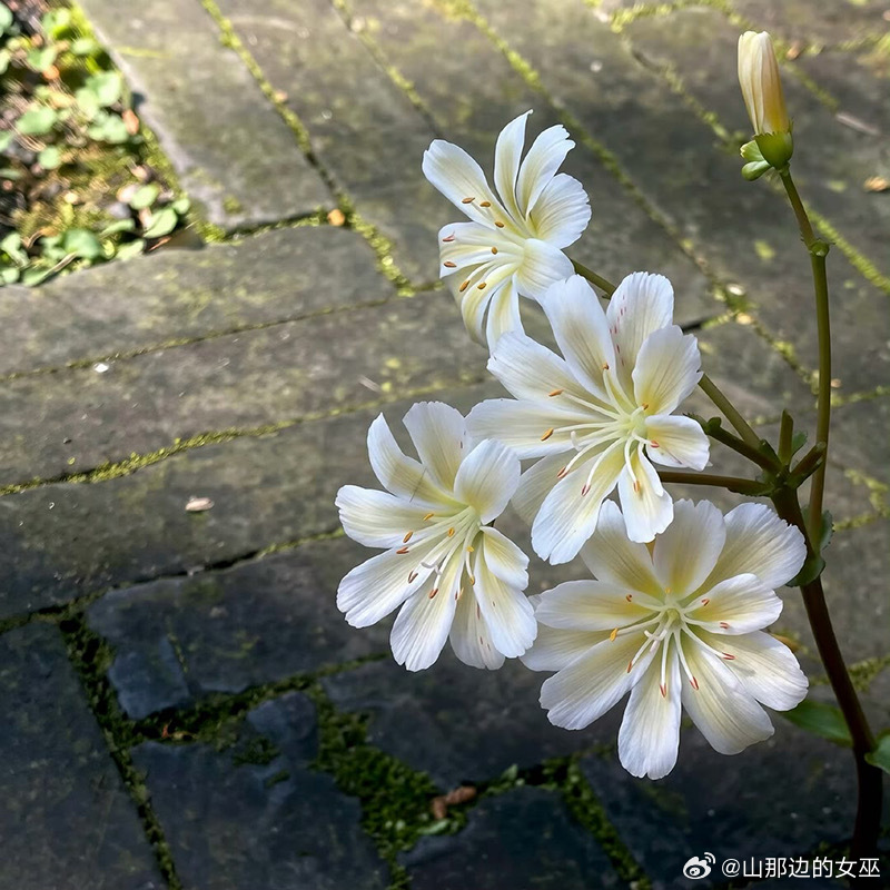 🔅想起来很久之前看过的一个女孩的八字，大概是这样的：坤：枭  印  我  印        食  伤 食  印🔅这个女孩的原生家庭伤痛较多，从小基本上是没有父亲的关爱，母亲相对来说约束比较多，并且负面情绪挺重的🩵如果从我的角度看，我看到一个努力自愈的孩子，因为她的日柱是很弱很弱的，相反印非常的旺，好在食伤也挺强，食伤就是她的救星，但是印在天干透出压制食伤，等于说她的人生被母亲影响了10000%，她又想改变，又没有能量去持续改变，因为母亲会压制她的喜好，长时间形成的习惯也会压制她🩵从母亲的角度上看，就会看到一个想要不断逃离且不听话的孩子，努力压制住孩子的一切喜欢和选择，殊不知他以为的叛逆其实是孩子的自救🩵从孩子的角度上看，父母原生家庭不是不爱，而是这份爱承担不了，不是我所需要的，但是我没有能量去消化，也没有能量去反抗，我有一些自己的爱好但是父母完全完全的压制，我不知道该怎么办，我想逃离但是缺乏安身立命的能力🔅这个八字看的人很心酸，又和现实环环相扣，像是一个闭环，终究会继续...