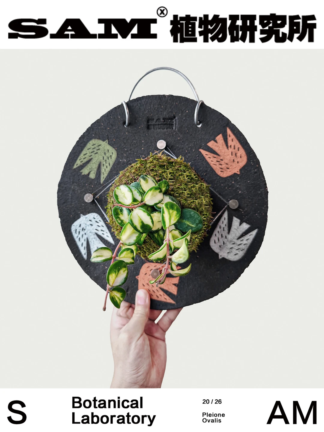 杂交匍匐内锦球兰｜Hoya cv. Mathilde Varie