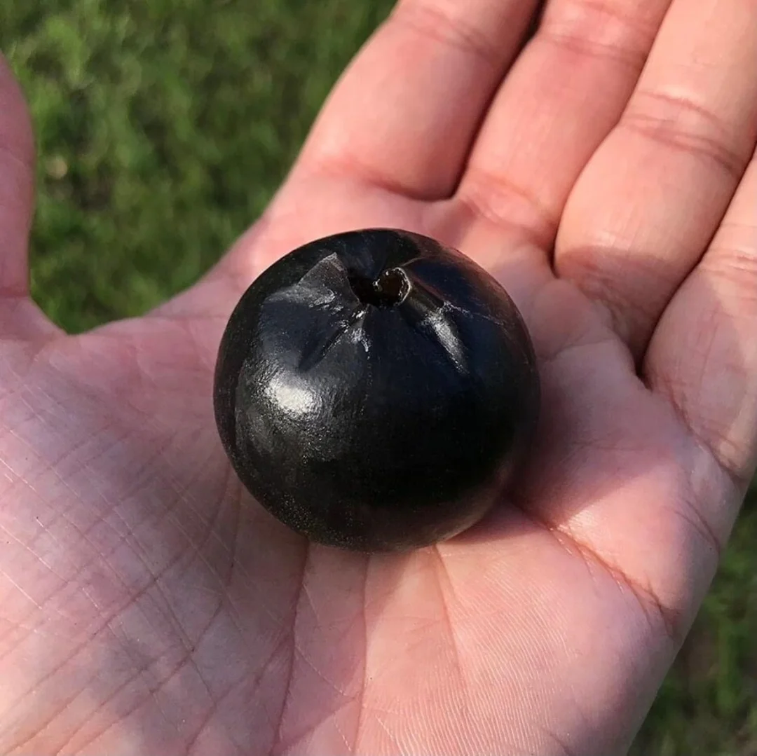 稀有浆果～鼠酱果cordiera sessilis