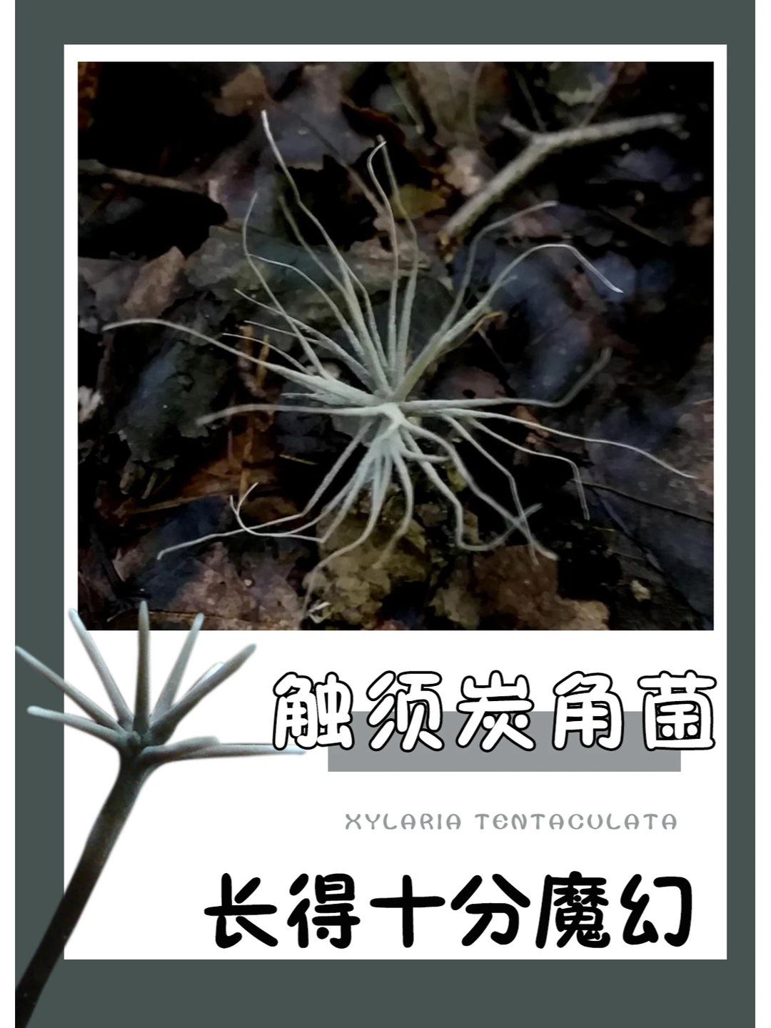 有许多小触角，有点魔幻