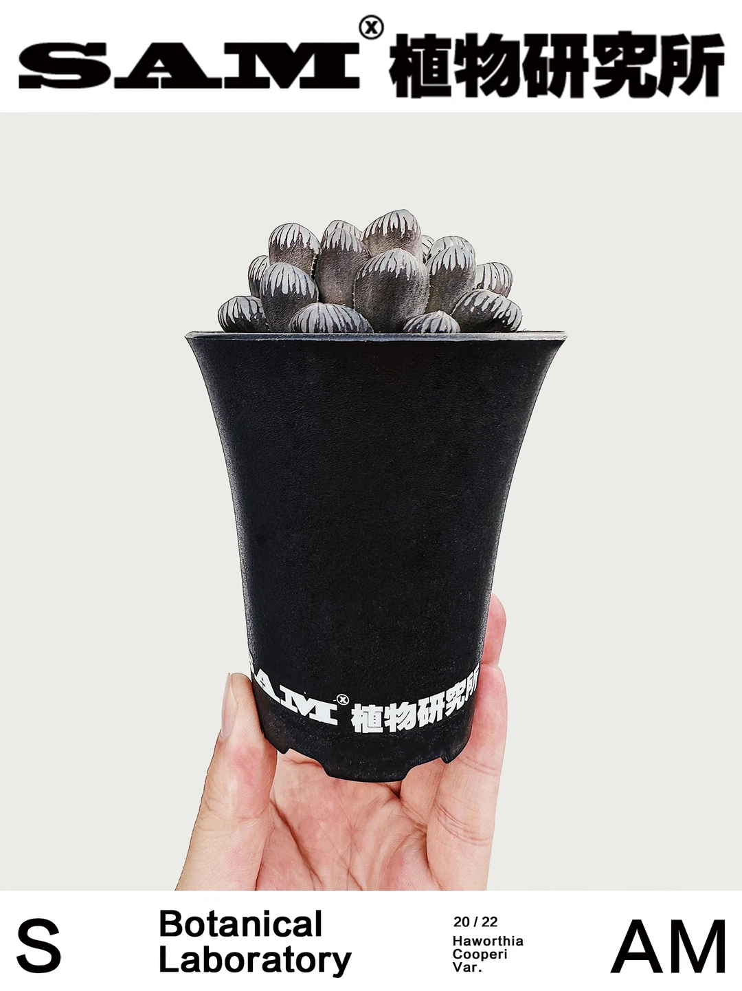 冰灯玉露｜Haworthia Cooperi Var.