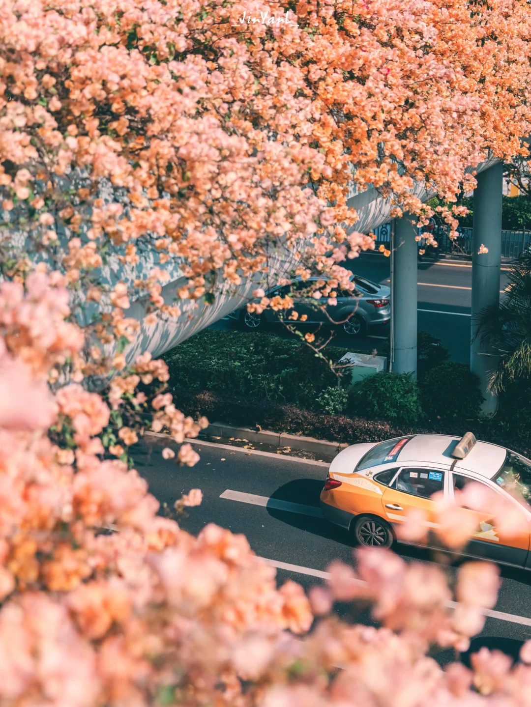来自初夏的浪漫💕我愿称之为厦门zui美天桥