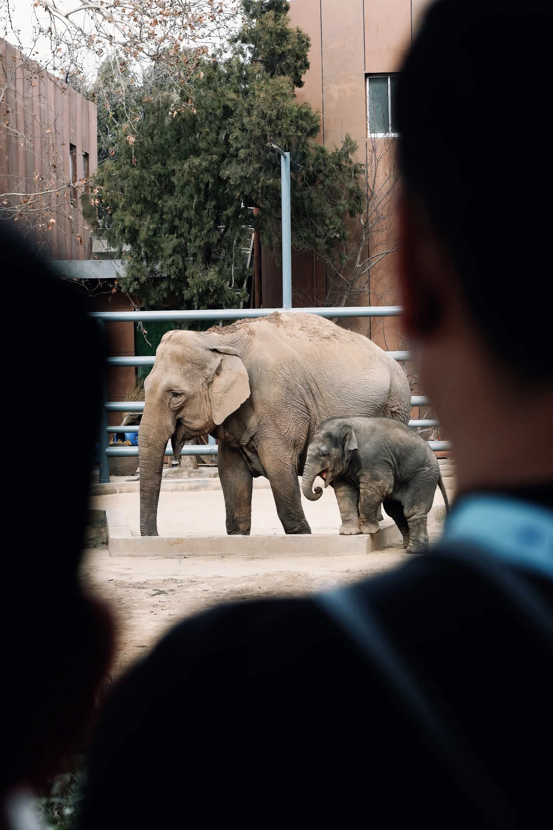 济南动物园 💰25元限定的快乐