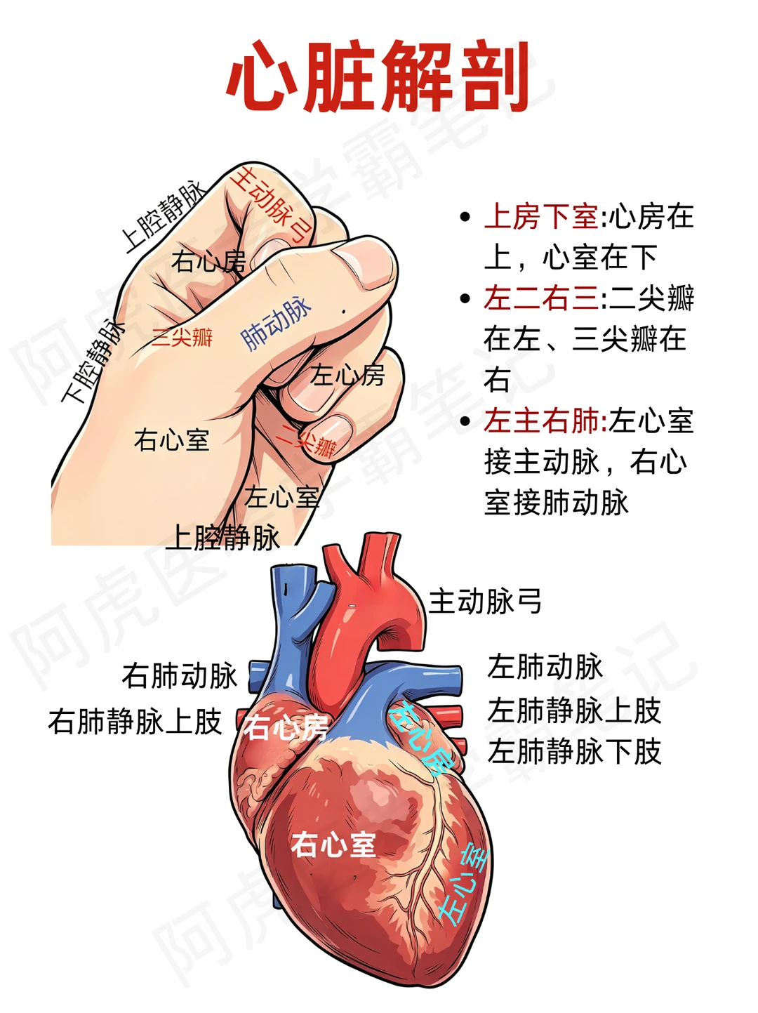 阿虎医考笔记📒心脏解剖巧记技巧❤️