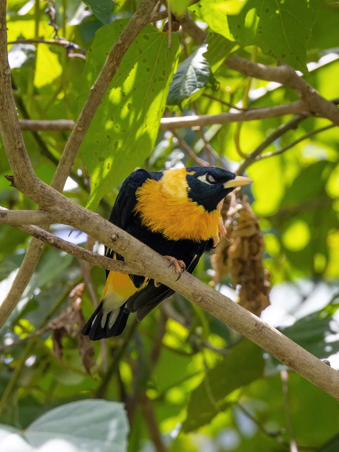可爱又迷人的反派角色：金树八哥
