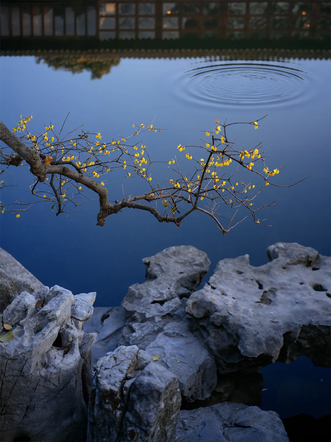 苏州艺圃，我拍到了宋代的千年诗魂。