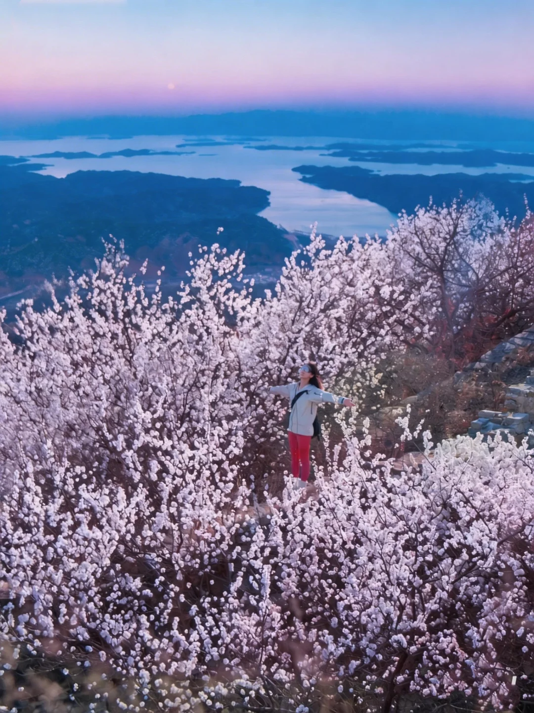 才知道什么是满山遍野‼️长城桃花小众🆓