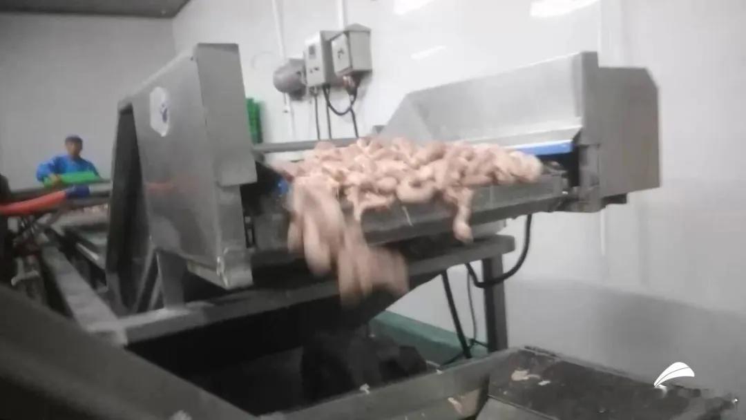 【暗访曝光！鸡脖泥做烤肠丸子，牛肉味丸靠牛肉膏调味】河南多地暗访发现，部分厂家把鸡脖、鸡骨架打成肉泥，供给下游做烤肠、水饺、撒尿牛丸。
部分企业无证生产、车间环境脏乱；厂家坦言风味靠牛肉膏调配，还提醒馅制品少吃。
合规机械分离肉本身并非禁品，但涉事企业暴露不少生产乱象。
详情点击： ​