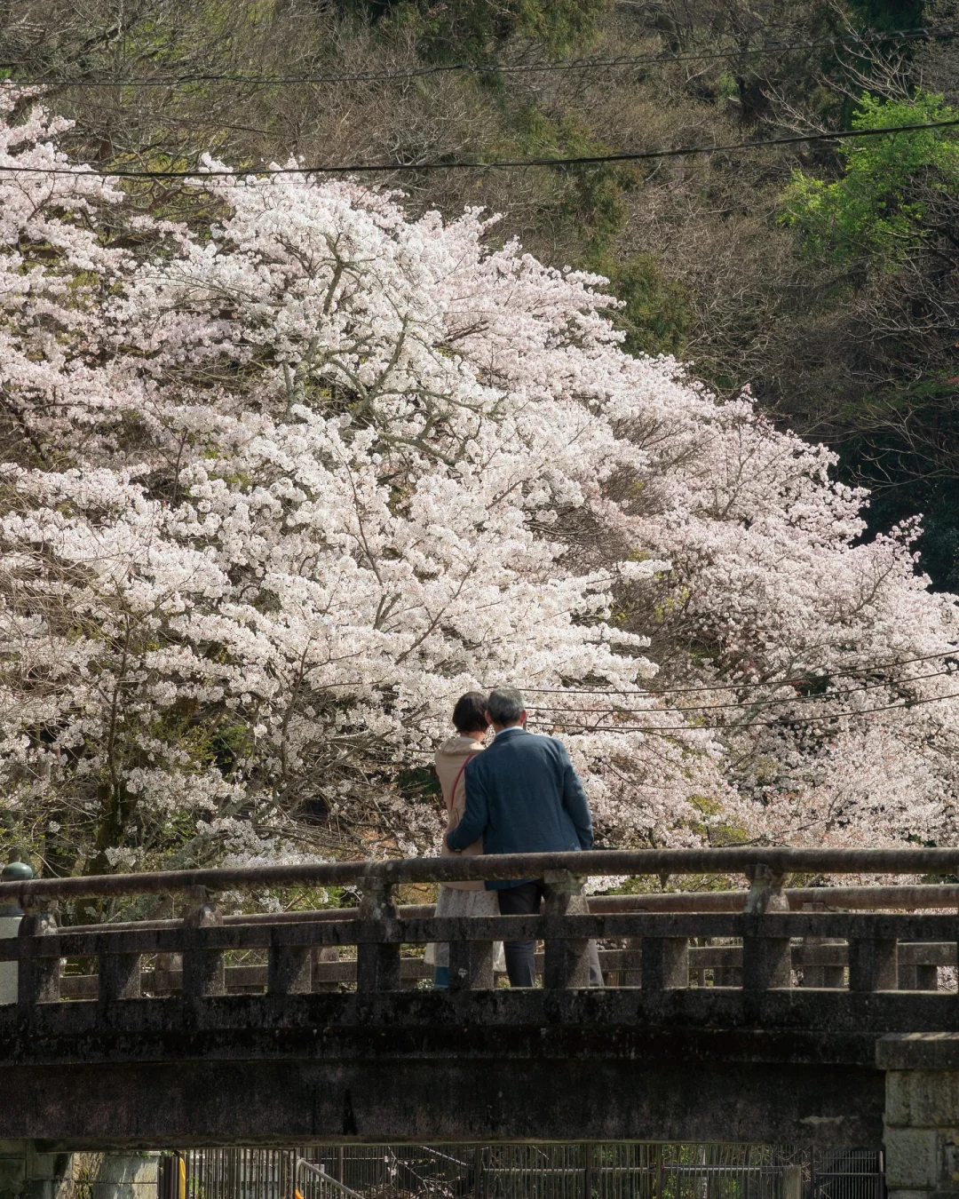 把春天拍成一部电影