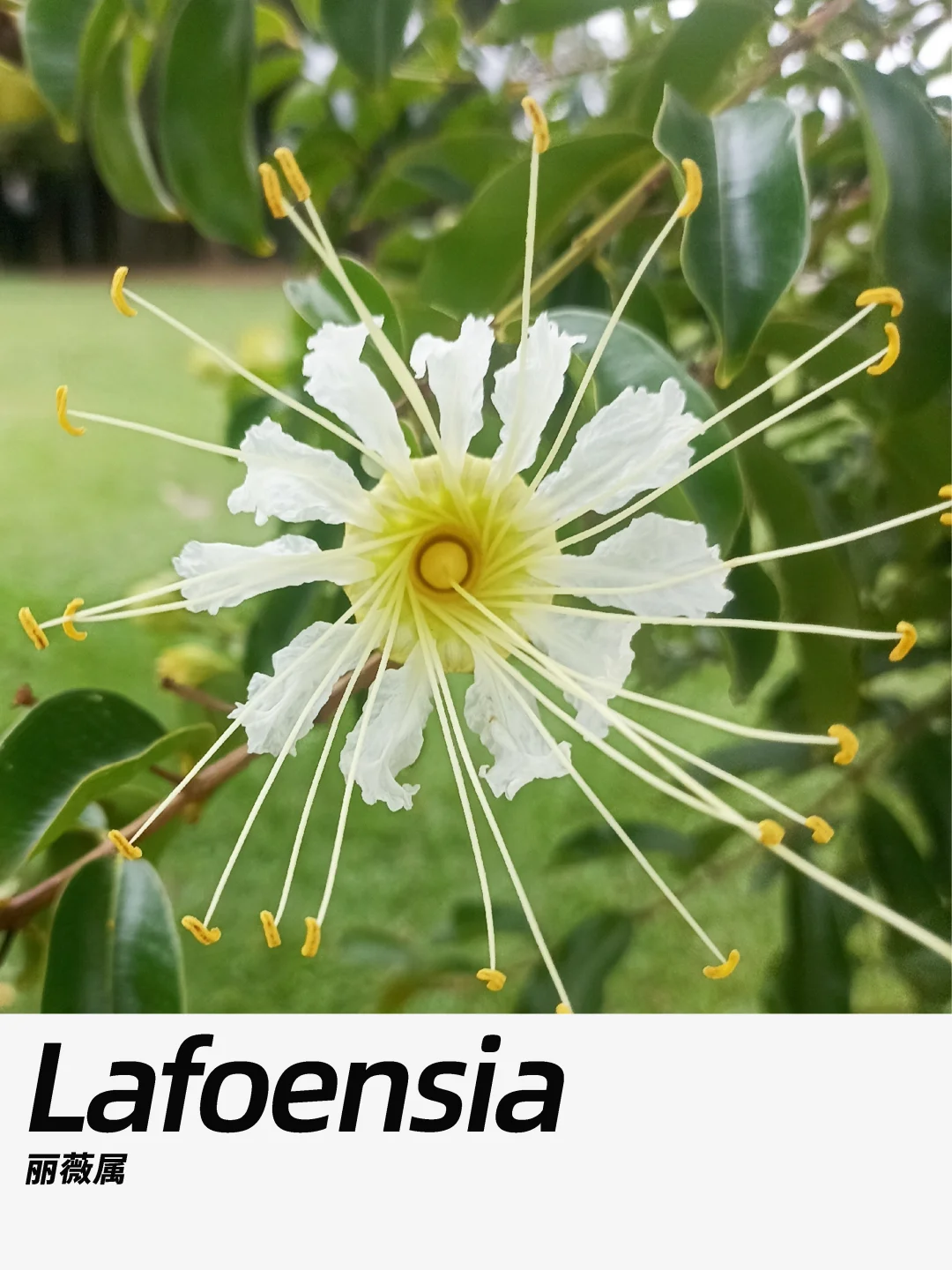 带你每天认识一种花材411｜丽薇属