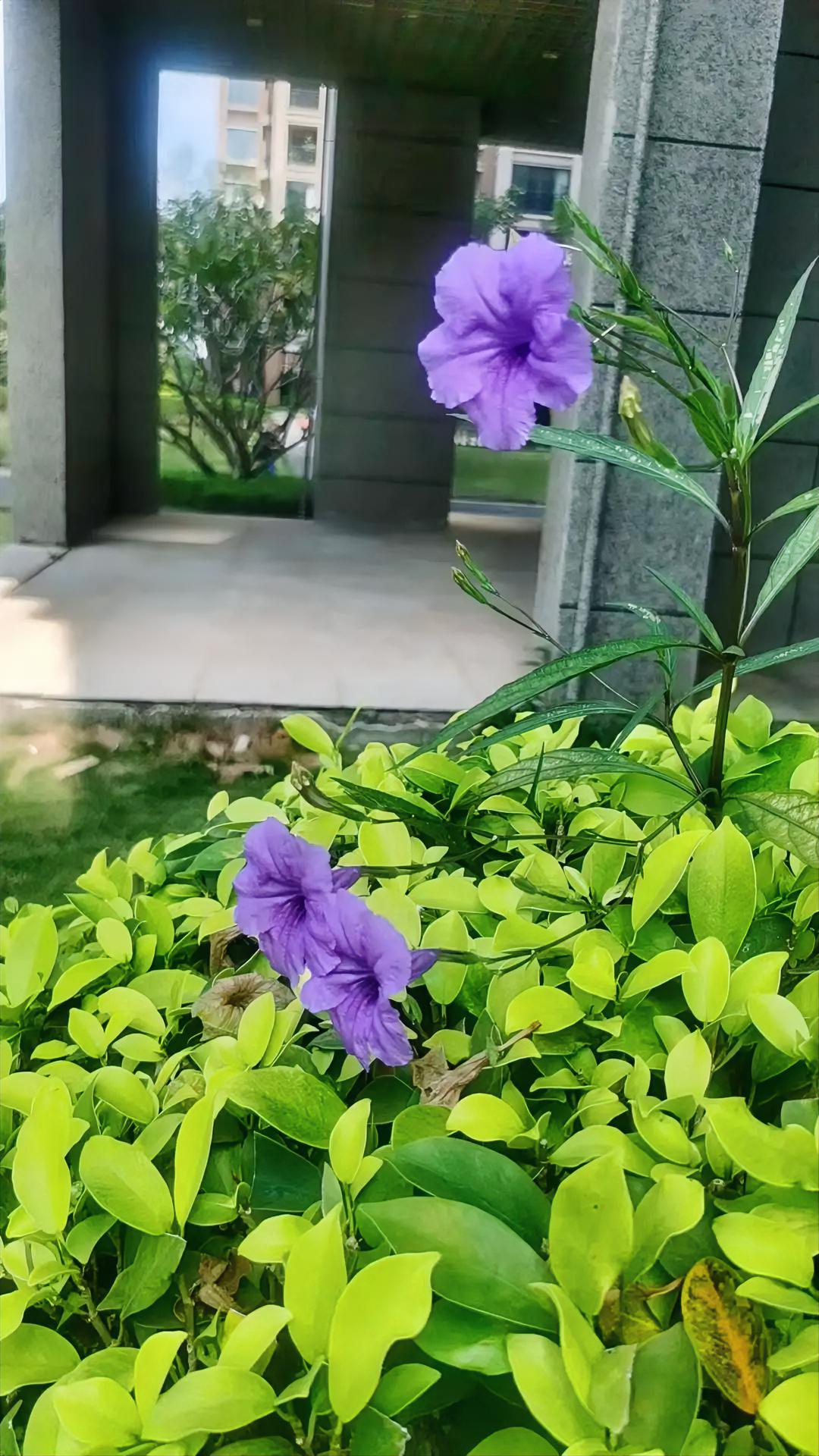 说下滴滴的自动驾驶技术吧，优势真的踩在了网约车场景的痛点上。
它从2016年就开始布局，2021年直接放出全球首支连续5小时无接管的路测视频，硬实力摆在明面上。
最绝的是那个“混合派单”模式，乘客在滴滴App发单就能选自动驾驶选项，平台会根据起终点是否在运营区自动匹配，现在北京、上海、广州的示范区域