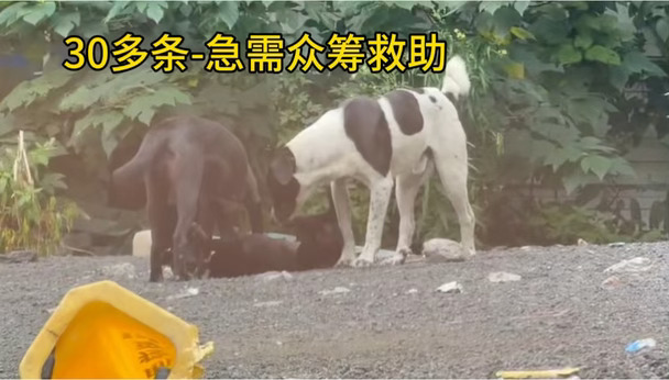 30多条-急需救助，众筹中！！