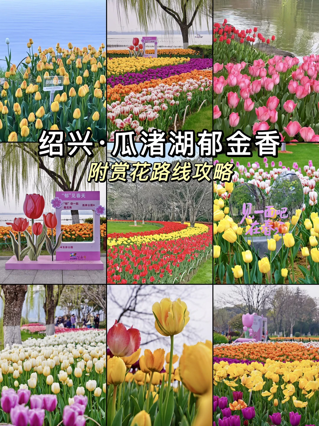 杭州地铁直达！瓜渚湖郁金香不输太子湾🌷