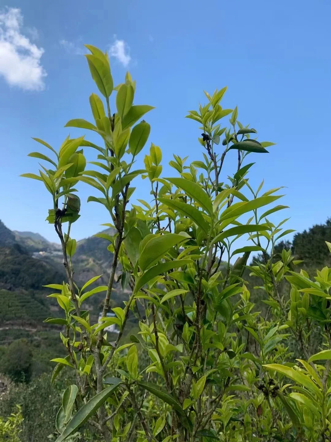 “茶虎”、今年于单丛界最流行一新名词，难道是和虎年有关？或是新树种？以下让我给大
