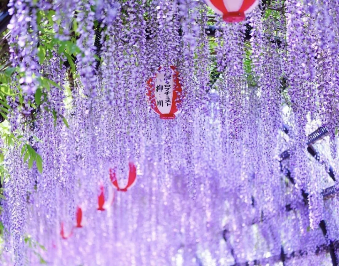 日本福冈县|五一来接受紫色瀑布的洗礼吧
