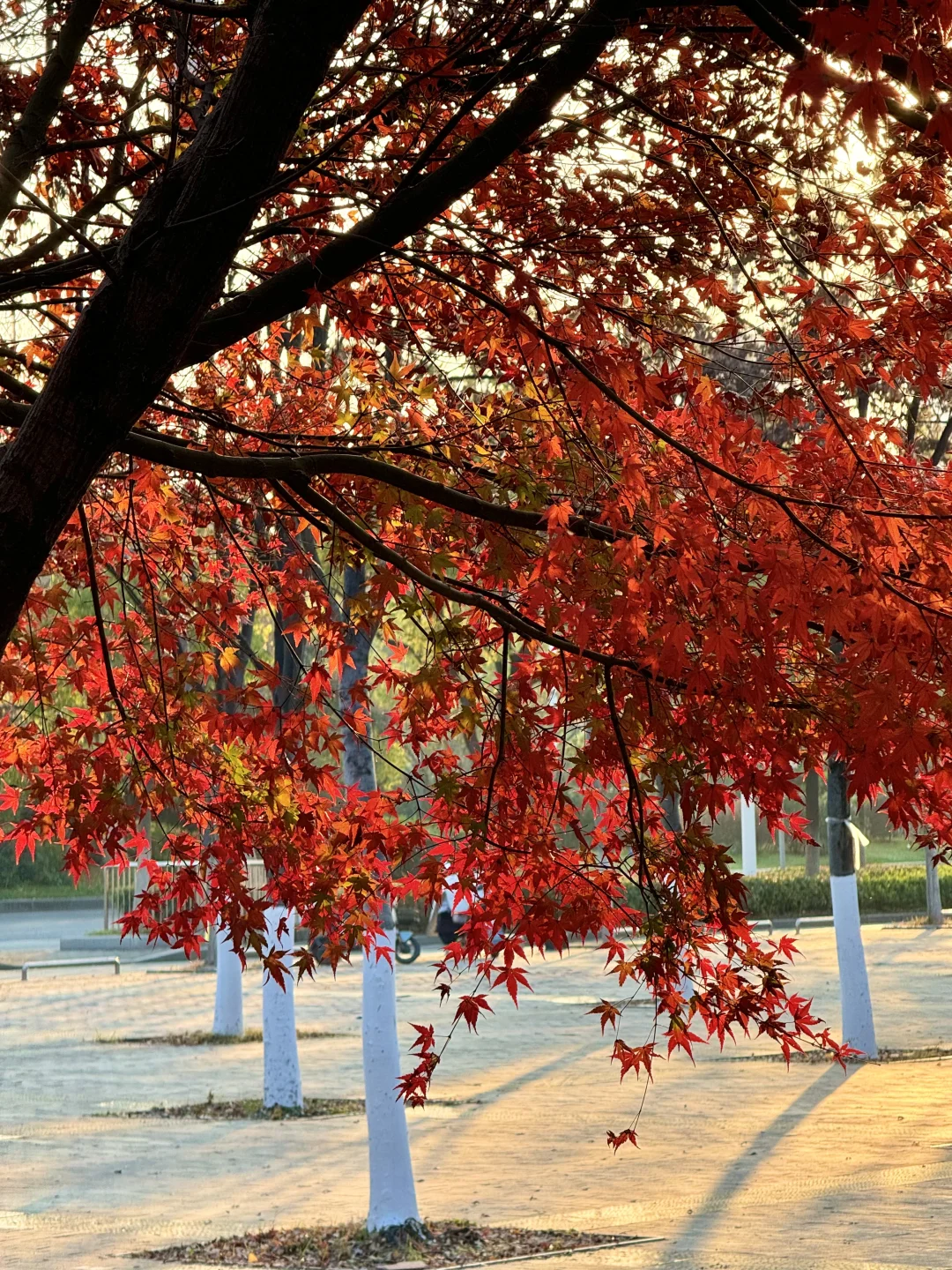 缓缓飘落的枫叶像思念…