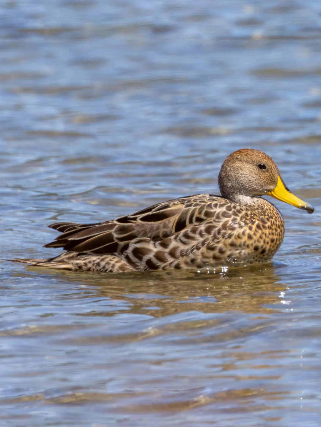 黄嘴针尾鸭 亮黄嘴的小麻鸭