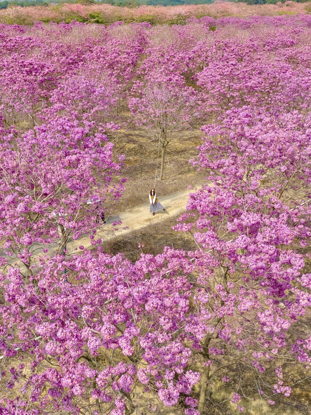 12.7实拍！佛山免费的紫花风铃木花海🌸