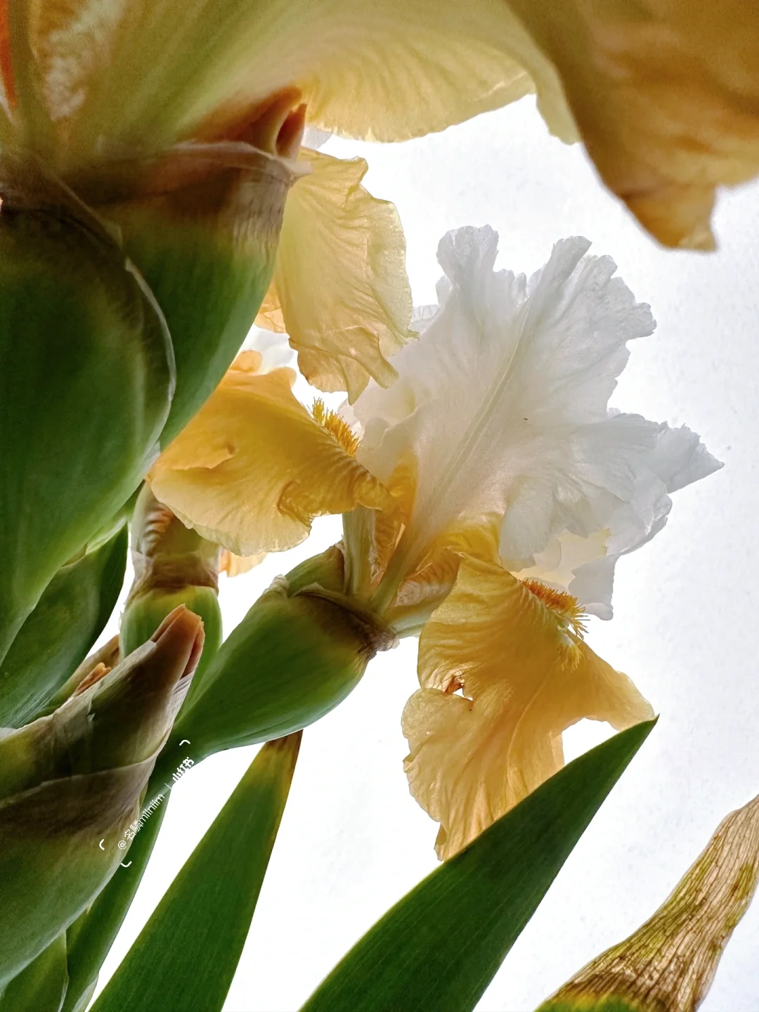 德国鸢尾⚜️｜芝士蛋糕Pumpkin cheesecake🍰