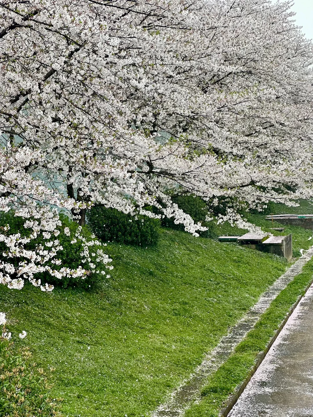 3.31 live！灵溪北路樱花雨！再不去要落完啦！