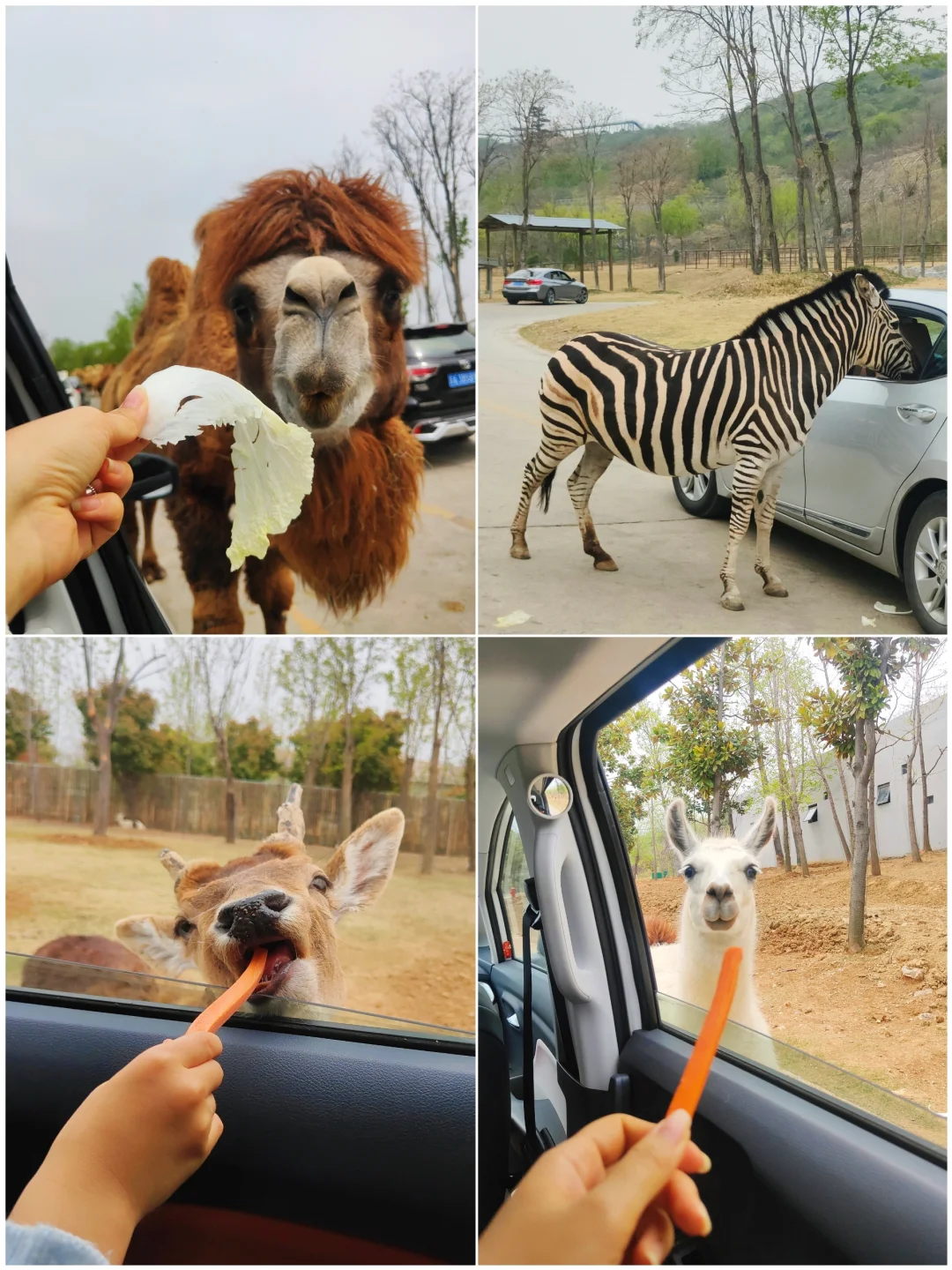 不是肯尼亚去不起而是南京这里更有性价比!