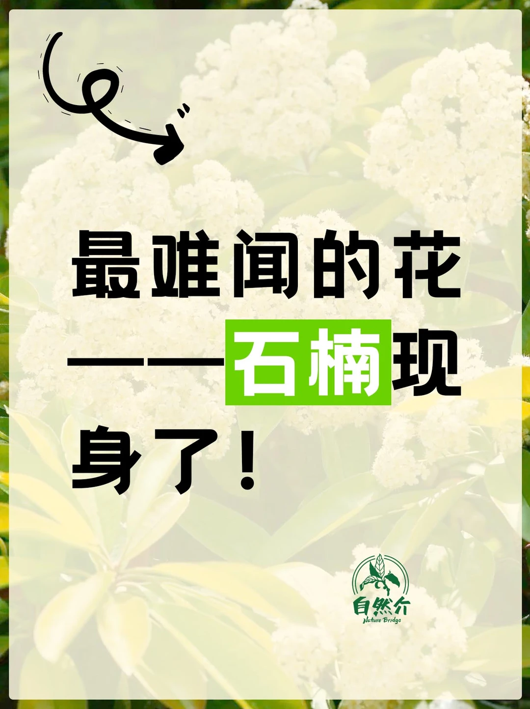 自然挑战｜最难闻的话–石楠现身了!