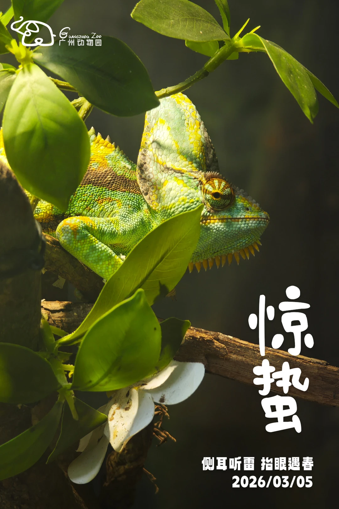 【二十四节气】惊蛰