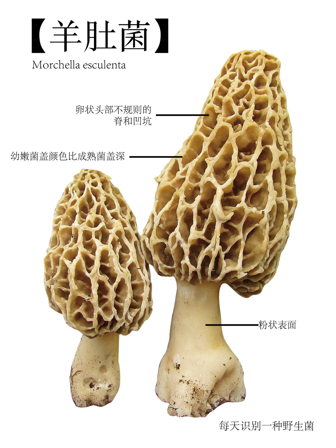 羊肚菌，生长在春天，世界十大食用菌之一