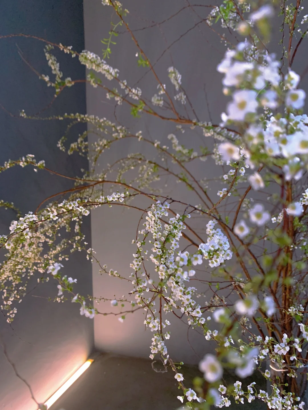 带你每天认识一种鲜花23｜雪柳