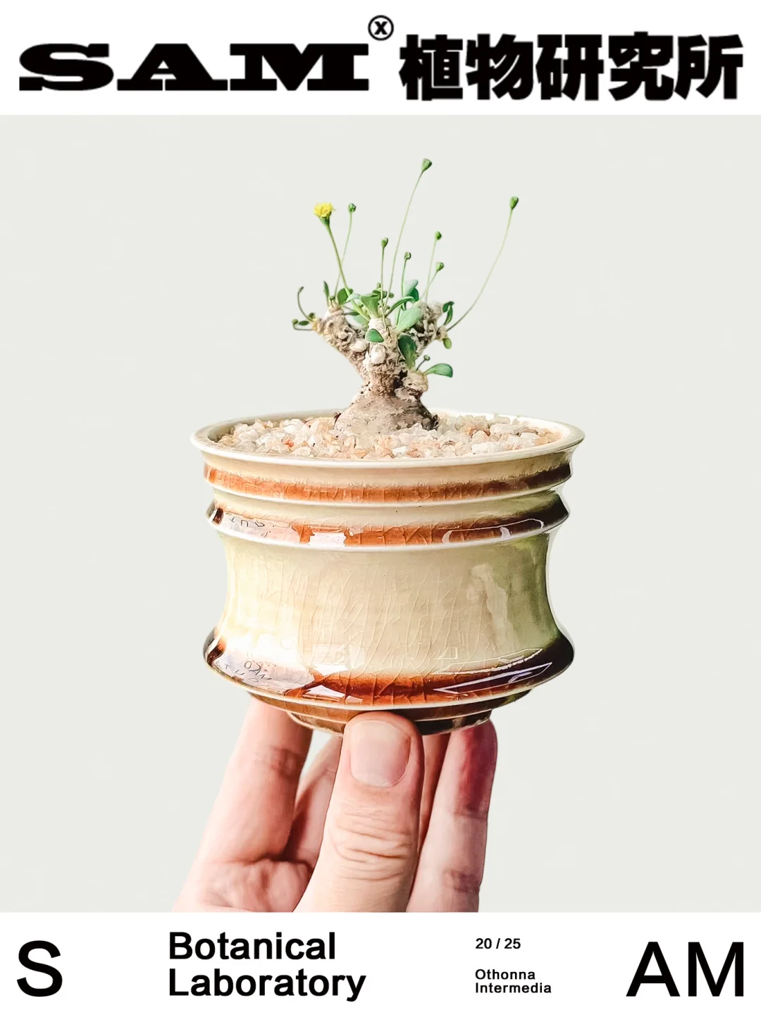 恩特美厚敦菊｜Othonna Intermedia