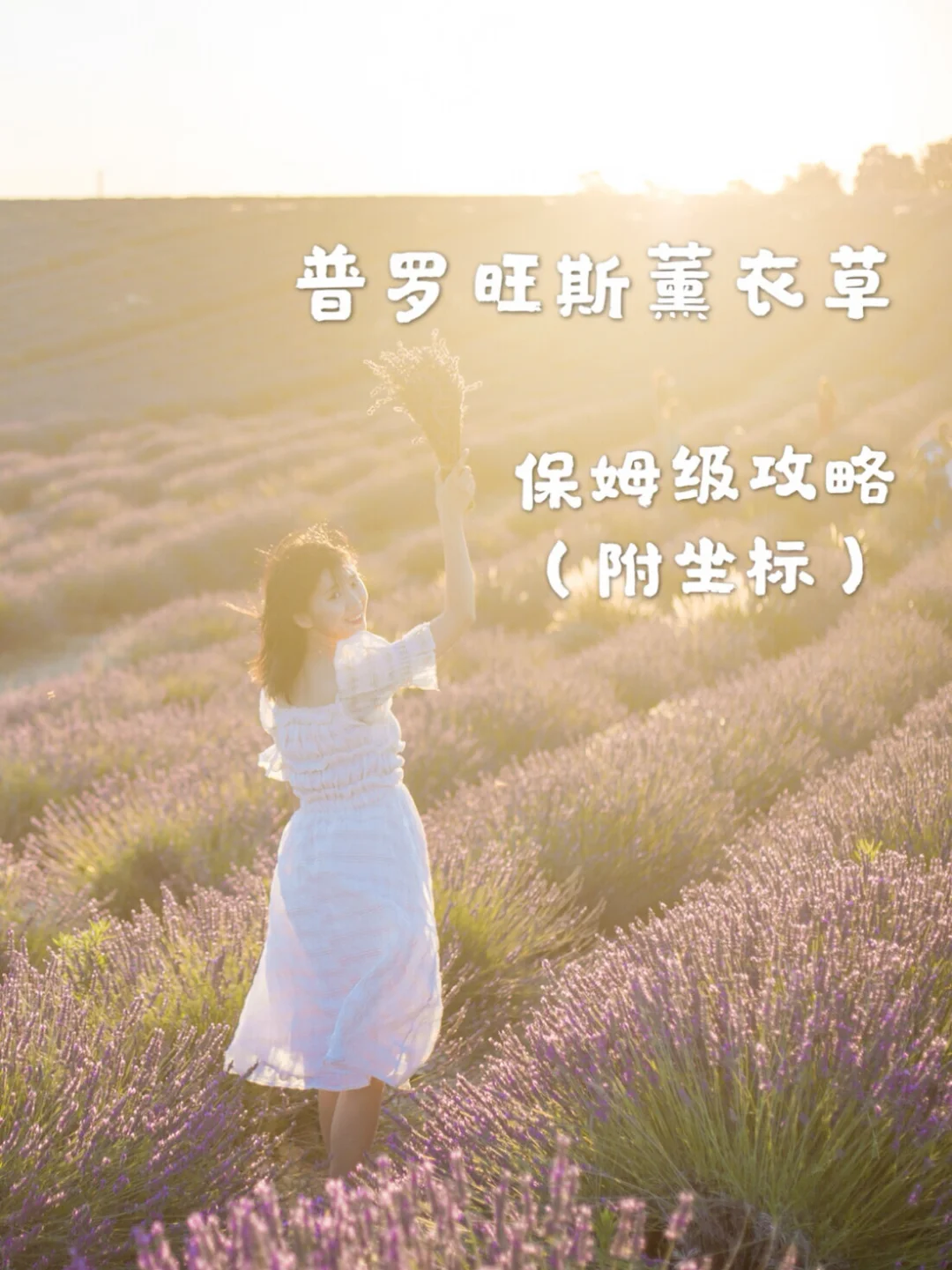 普罗旺斯薰衣草||保姆级攻略(坐标分享)