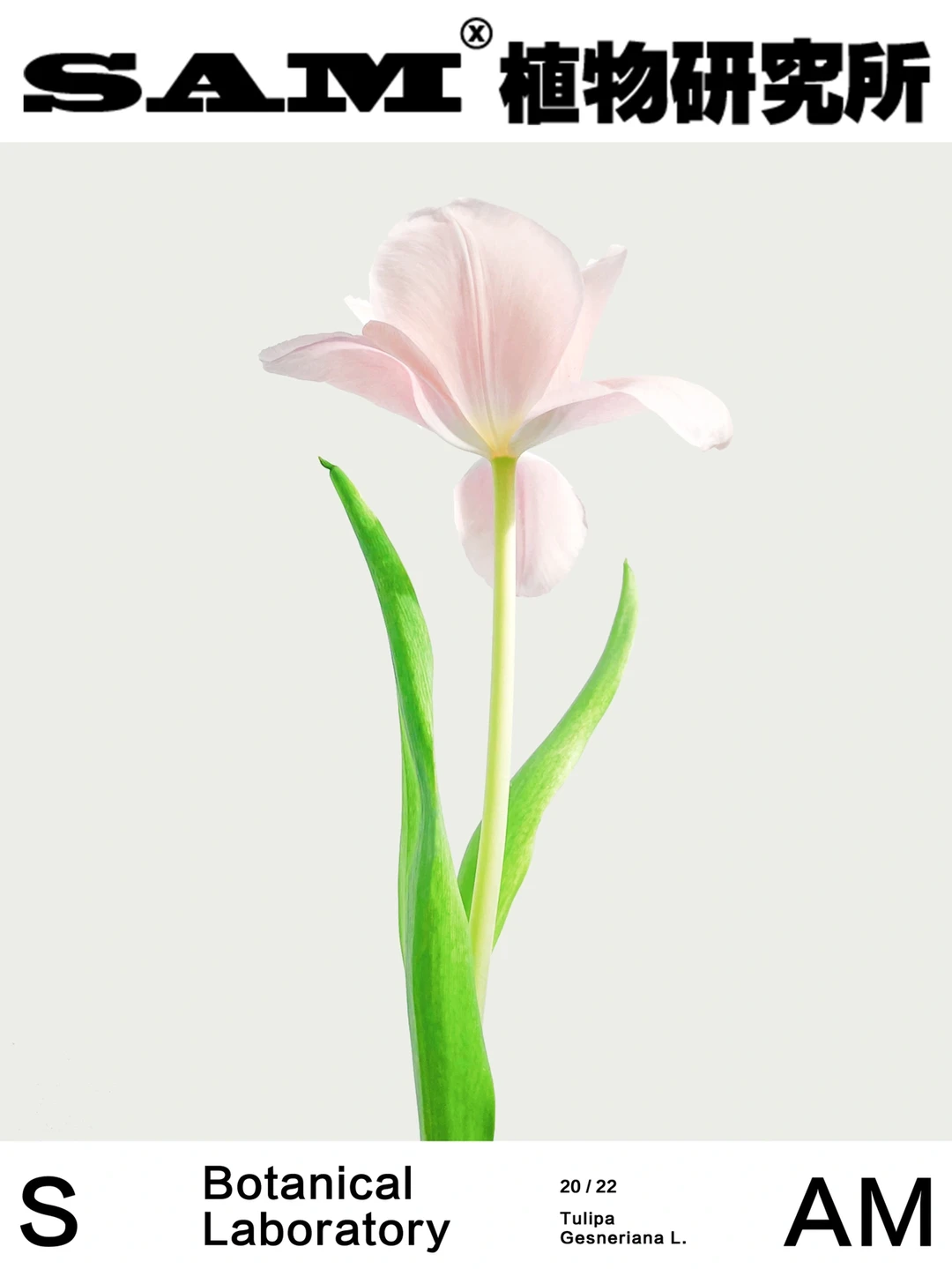 水蜜桃郁金香｜Tulipa gesneriana L.