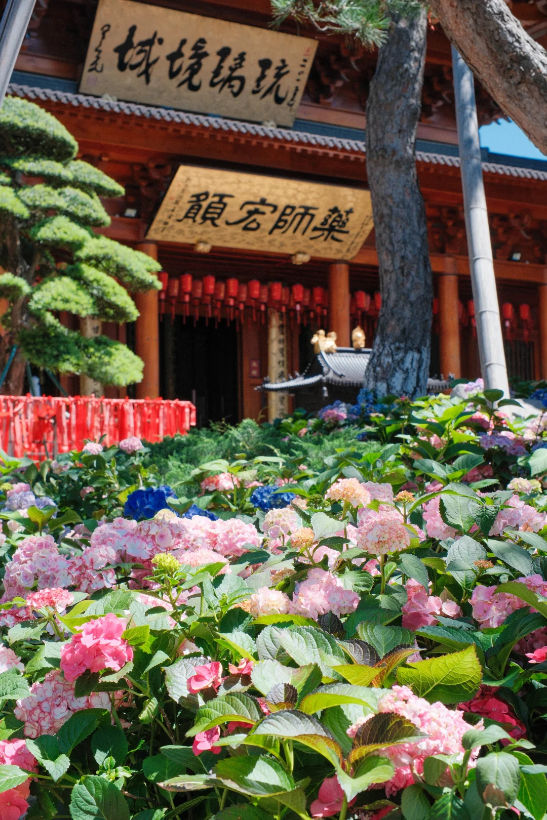 宁波江北宝藏古寺！满院绣球花开疯了