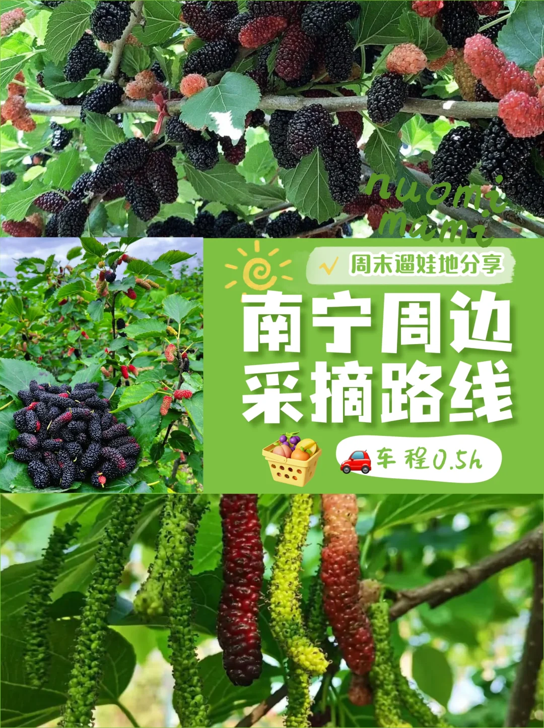 南宁0.5h直达！9个爆甜桑葚园路线🗺️