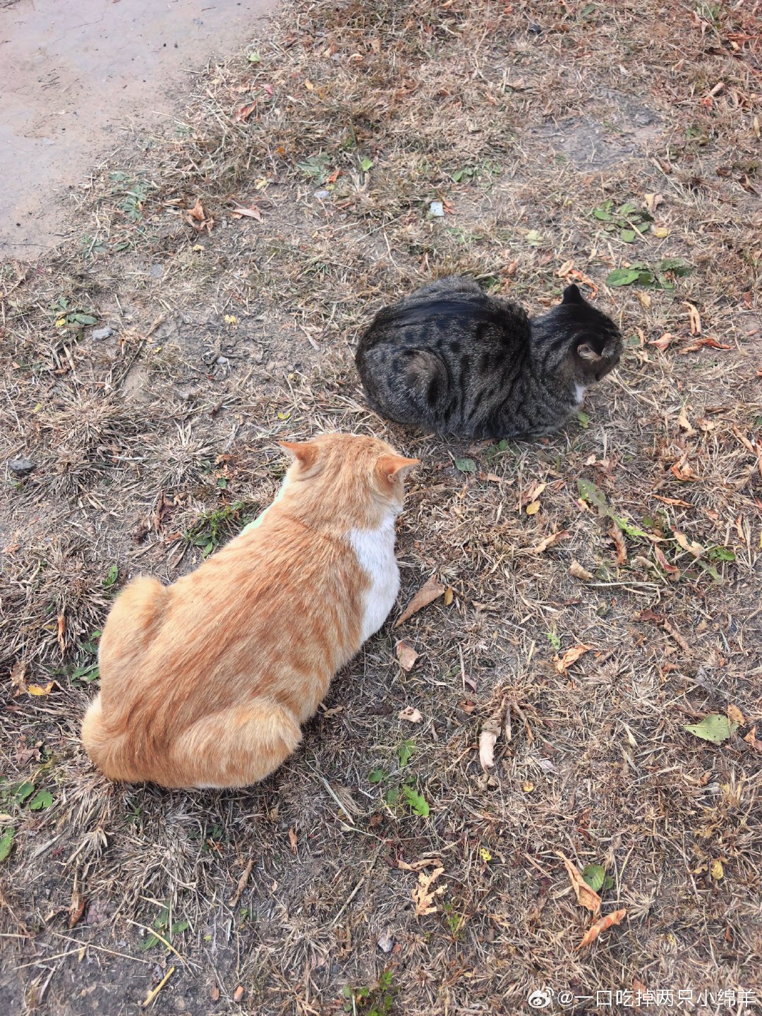 远看肥猫大，近看大肥猫#下课啦# ​