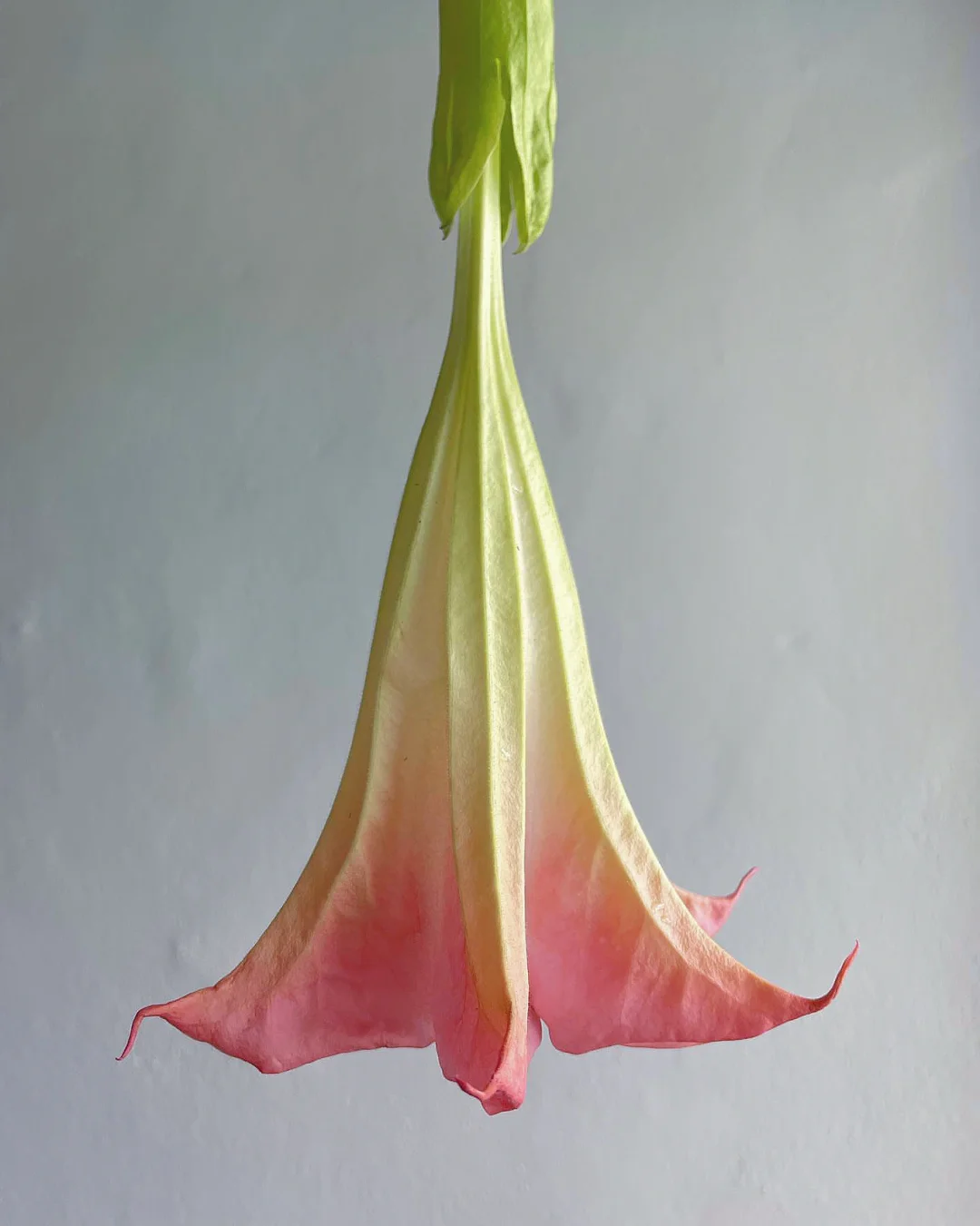 带你每天认识一种花材88｜粉花曼陀罗