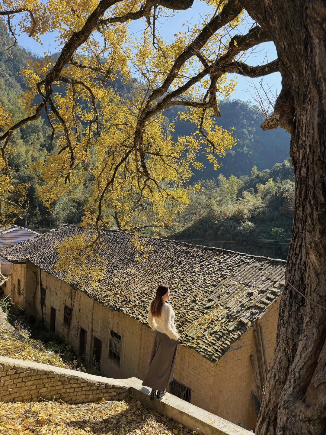 武汉出发1.5小时，为一颗银杏去了一趟通山