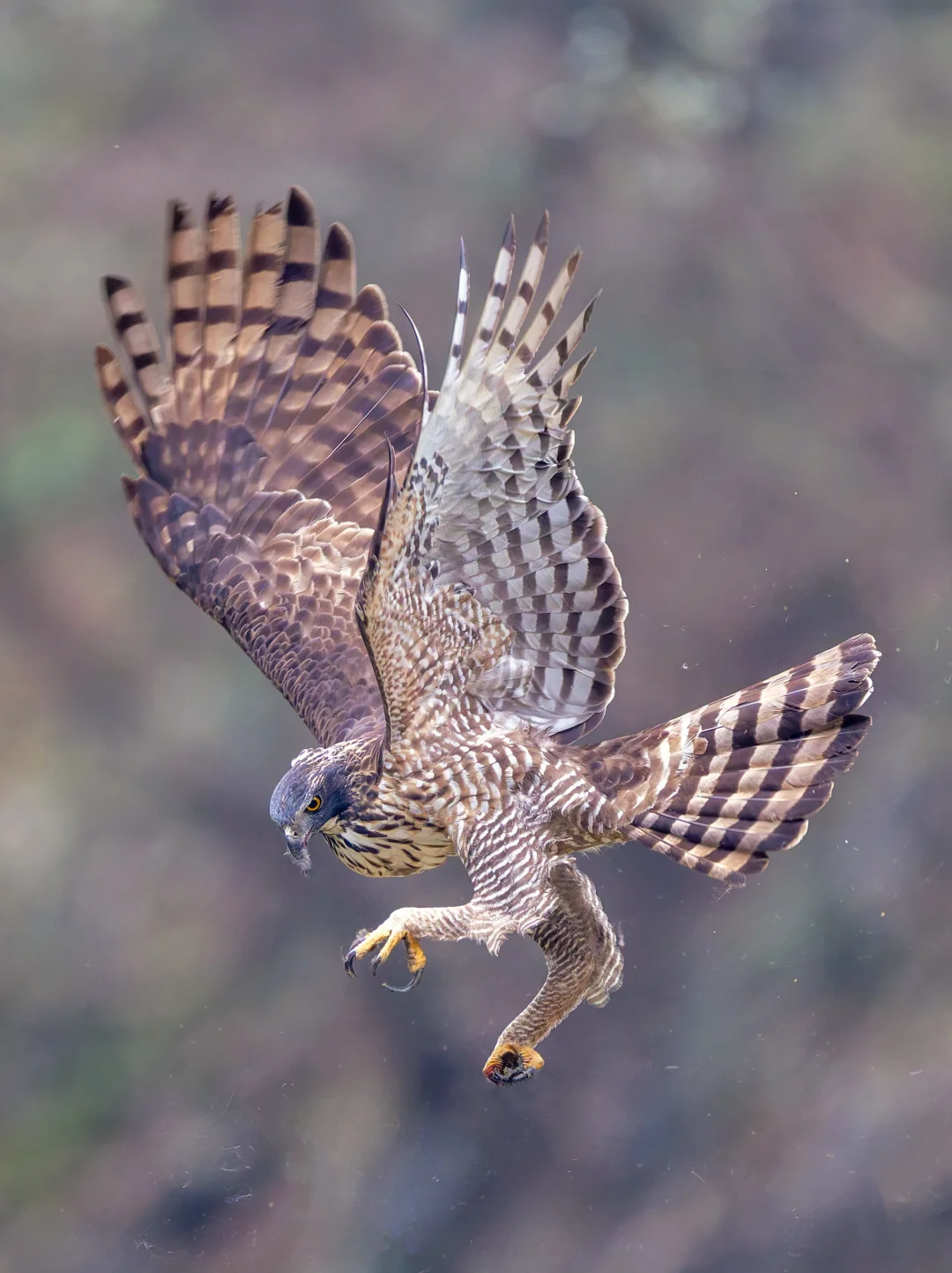 鹰雕！不用多说就是硬帅！