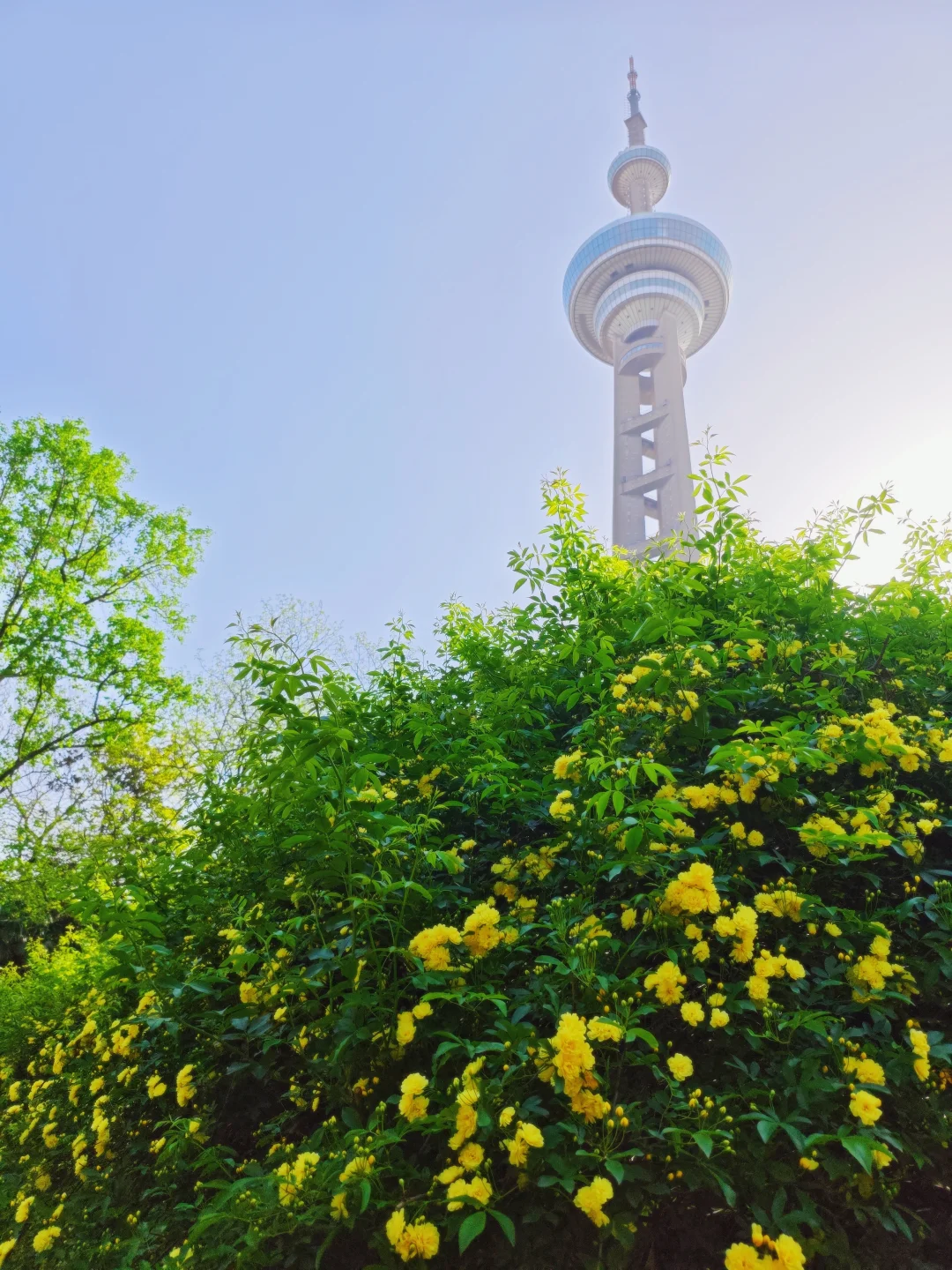 🌿避开人群！南京古林公园木香花开啦！