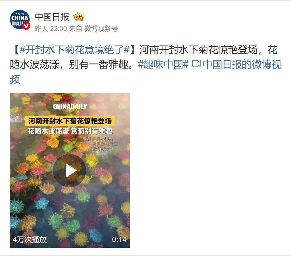 #开封水下菊花全网刷屏#中国日报发的这组水下花景，我先注意到的是花瓣之间的水光。平时赏花，总想凑近看花型；隔着水，反倒愿意退一点，把整片颜色放在一起看。要是去现场，我大概会先站一会儿。这样的景，急着拍完就走有点可惜。 ​