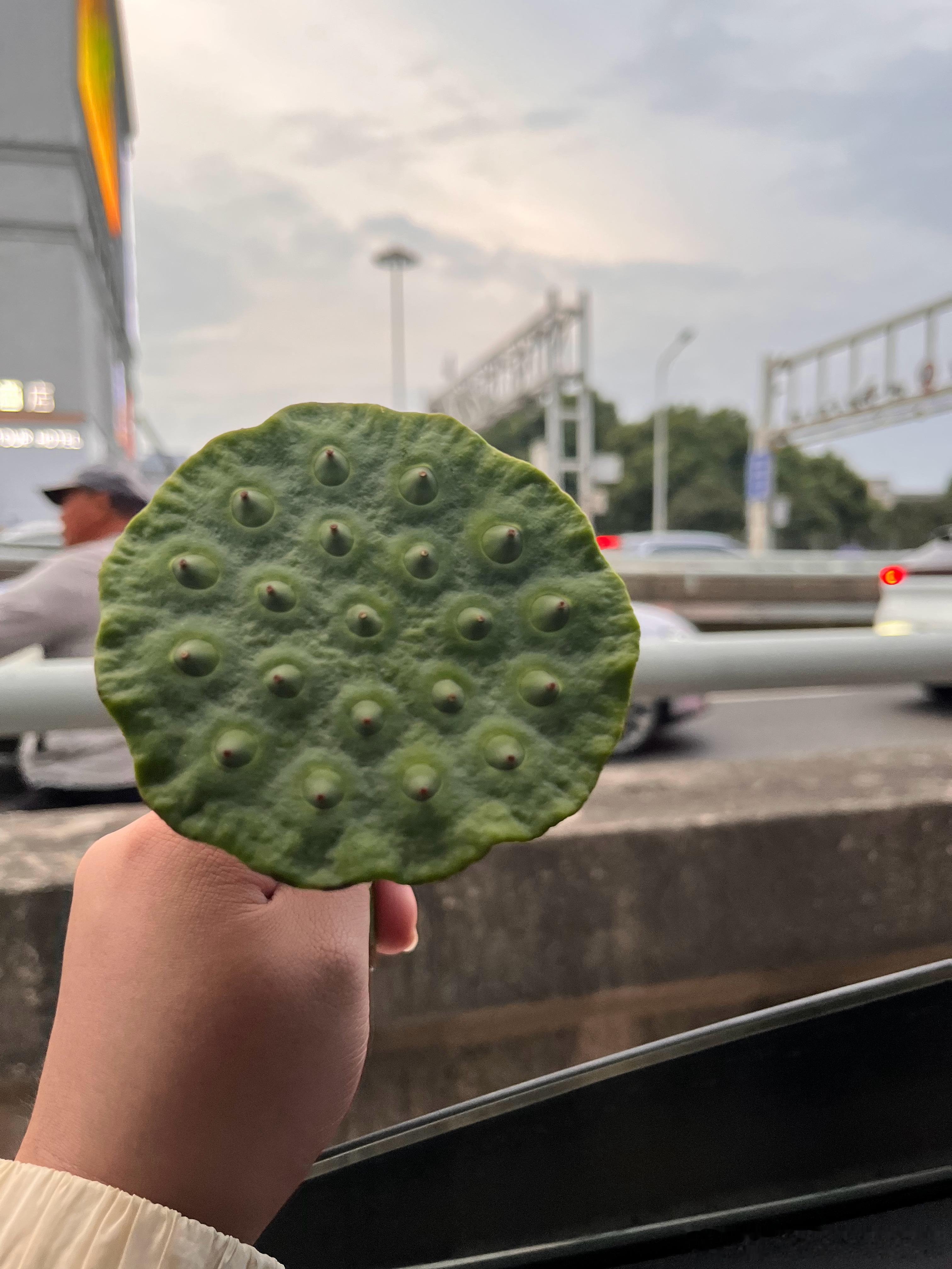 #武汉二十小时##生活手记# 网约车司机给的莲蓬，晚霞酒店，藕汤牛肉香干，记忆点太多了 ​