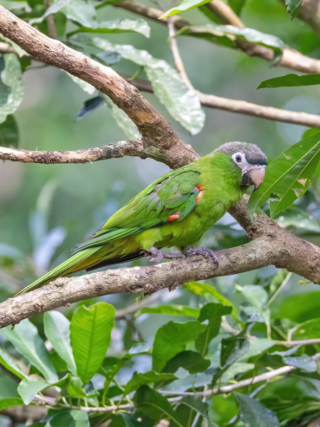 红肩金刚鹦鹉是最小的金刚鹦鹉