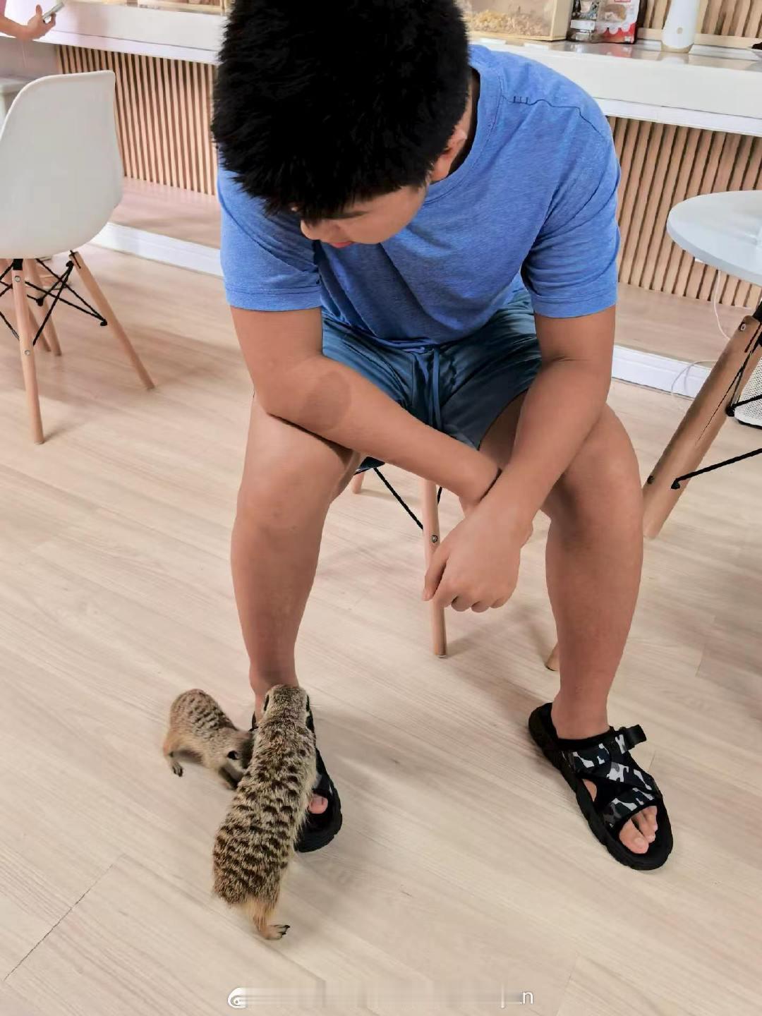 上完课带小坦克去宋卡王子大学里面的咖啡厅去撸狐獴和白刺猬🦔。这狐獴实在是太活泼了，还不怕人，还想喝饮料[偷笑] ​
