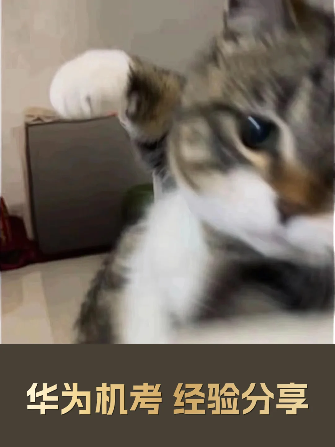 没有加过n个华为hr好友的秋招是不完整的