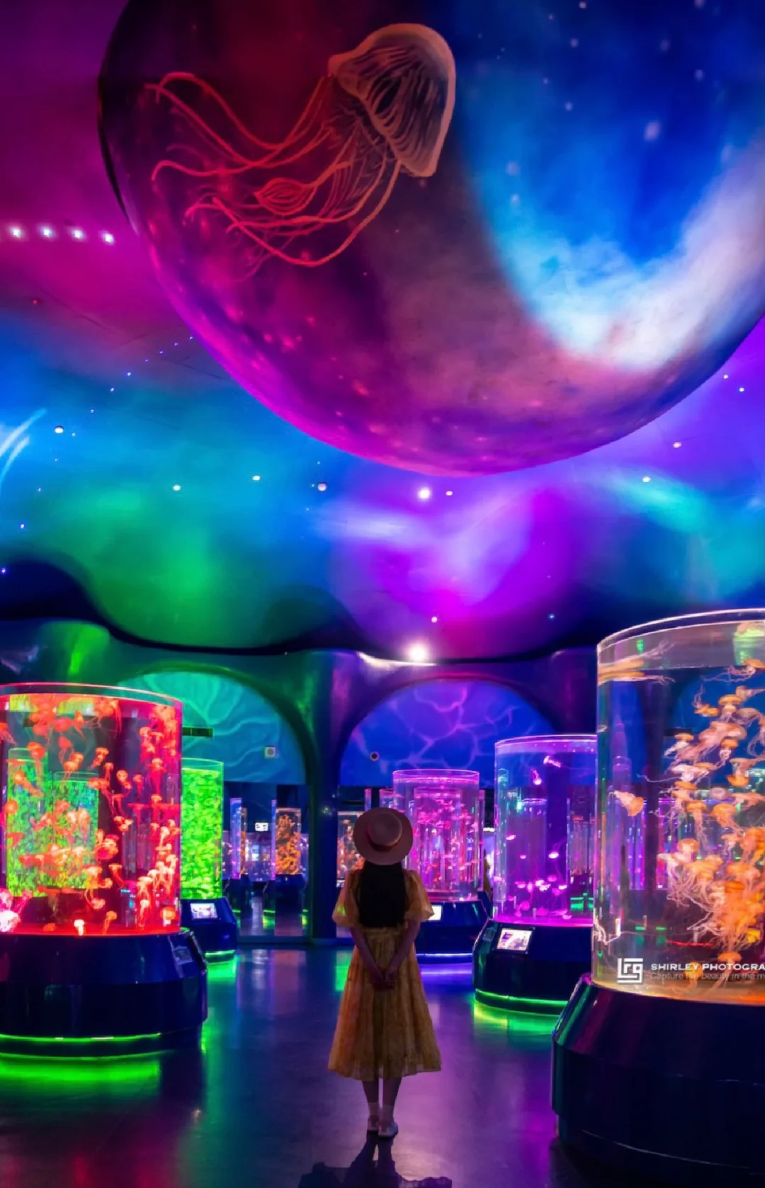 清凉一夏！暑假来上海海昌必备的保姆级攻略