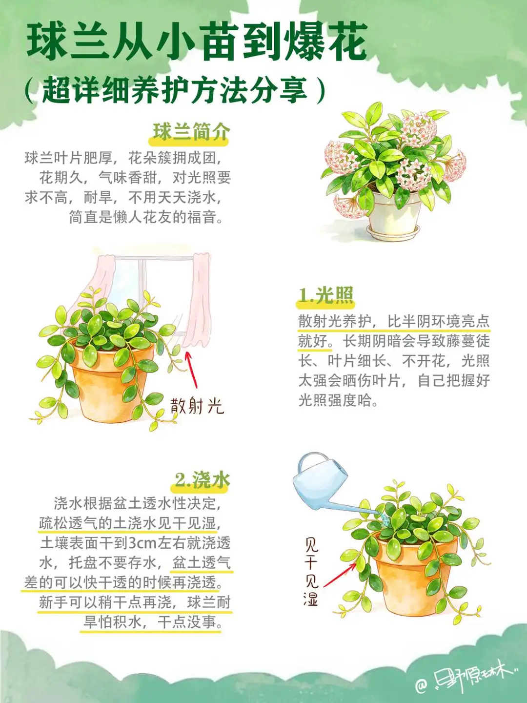 球兰从小苗到爆花，养护方法分享