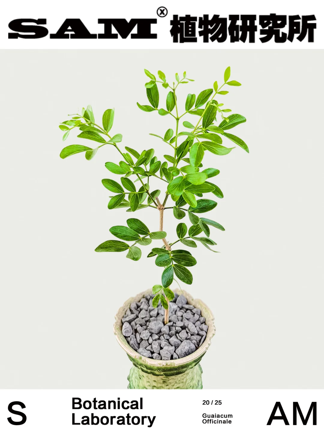 牙买加愈创木｜Guaiacum Officinale